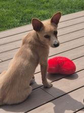 REMI, Hund, Terrier-Mix in Kirchhundem - Bild 11