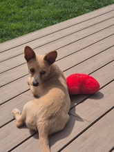 REMI, Hund, Terrier-Mix in Kirchhundem - Bild 12