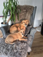 REMI, Hund, Terrier-Mix in Kirchhundem - Bild 13