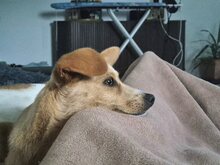 REMI, Hund, Terrier-Mix in Kirchhundem - Bild 14