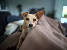 REMI, Hund, Terrier-Mix in Kirchhundem - Bild 15