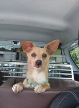 REMI, Hund, Terrier-Mix in Kirchhundem - Bild 16