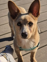 REMI, Hund, Terrier-Mix in Kirchhundem - Bild 2