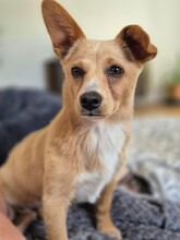 REMI, Hund, Terrier-Mix in Kirchhundem - Bild 3