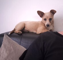 REMI, Hund, Terrier-Mix in Kirchhundem - Bild 4