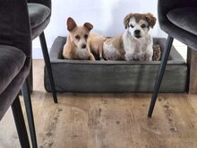 REMI, Hund, Terrier-Mix in Kirchhundem - Bild 5