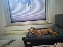 REMI, Hund, Terrier-Mix in Kirchhundem - Bild 7