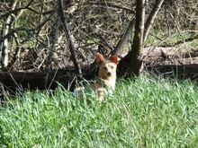 REMI, Hund, Terrier-Mix in Kirchhundem - Bild 8