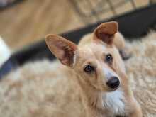 REMI, Hund, Terrier-Mix in Kirchhundem - Bild 9