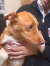 SONNY, Hund, Podenco in Spanien - Bild 10