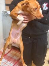 SONNY, Hund, Podenco in Spanien - Bild 11