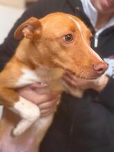 SONNY, Hund, Podenco in Spanien - Bild 12