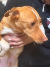 SONNY, Hund, Podenco in Spanien - Bild 7