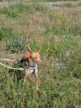 SONNY, Hund, Podenco in Spanien - Bild 8