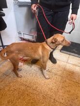SONNY, Hund, Podenco in Spanien - Bild 9