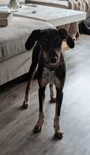 MANZANA, Hund, Mischlingshund in Schkopau - Bild 1