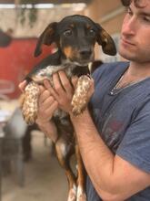 MANZANA, Hund, Mischlingshund in Schkopau - Bild 10