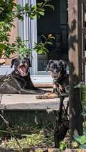 MANZANA, Hund, Mischlingshund in Schkopau - Bild 2