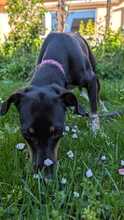 MANZANA, Hund, Mischlingshund in Schkopau - Bild 3