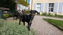 MANZANA, Hund, Mischlingshund in Schkopau - Bild 4