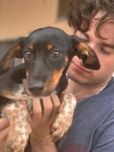 MANZANA, Hund, Mischlingshund in Schkopau - Bild 6