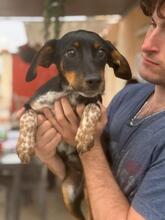 MANZANA, Hund, Mischlingshund in Schkopau - Bild 7