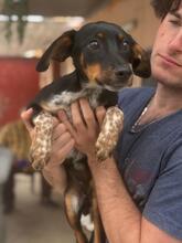 MANZANA, Hund, Mischlingshund in Schkopau - Bild 8