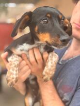 MANZANA, Hund, Mischlingshund in Schkopau - Bild 9