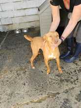DUCELINA, Hund, Podenco in Spanien - Bild 4