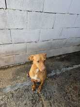 DUCELINA, Hund, Podenco in Spanien - Bild 5