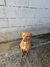 DUCELINA, Hund, Podenco in Spanien - Bild 6
