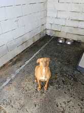 DUCELINA, Hund, Podenco in Spanien - Bild 7