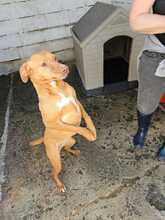 DUCELINA, Hund, Podenco in Spanien - Bild 8