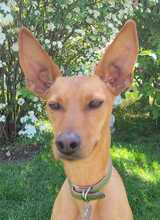 CHICHOELGUAPO, Hund, Podenco in Baunach