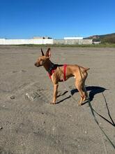CHICHOELGUAPO, Hund, Podenco in Baunach - Bild 10