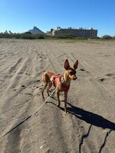 CHICHOELGUAPO, Hund, Podenco in Baunach - Bild 11