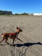 CHICHOELGUAPO, Hund, Podenco in Baunach - Bild 12
