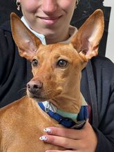 CHICHOELGUAPO, Hund, Podenco in Baunach - Bild 13