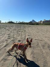 CHICHOELGUAPO, Hund, Podenco in Baunach - Bild 14