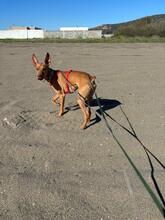 CHICHOELGUAPO, Hund, Podenco in Baunach - Bild 15