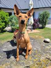 CHICHOELGUAPO, Hund, Podenco in Baunach - Bild 2