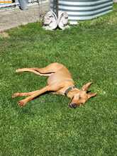 CHICHOELGUAPO, Hund, Podenco in Baunach - Bild 3