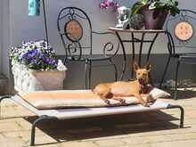 CHICHOELGUAPO, Hund, Podenco in Baunach - Bild 5