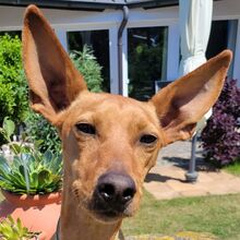 CHICHOELGUAPO, Hund, Podenco in Baunach - Bild 6
