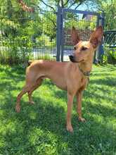 CHICHOELGUAPO, Hund, Podenco in Baunach - Bild 7
