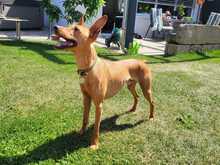 CHICHOELGUAPO, Hund, Podenco in Baunach - Bild 8