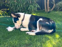 ROMULO, Hund, Collie-Mix in Grethem - Bild 1