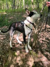 ROMULO, Hund, Collie-Mix in Grethem - Bild 2