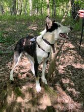 ROMULO, Hund, Collie-Mix in Grethem - Bild 3