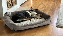 ROMULO, Hund, Collie-Mix in Grethem - Bild 4